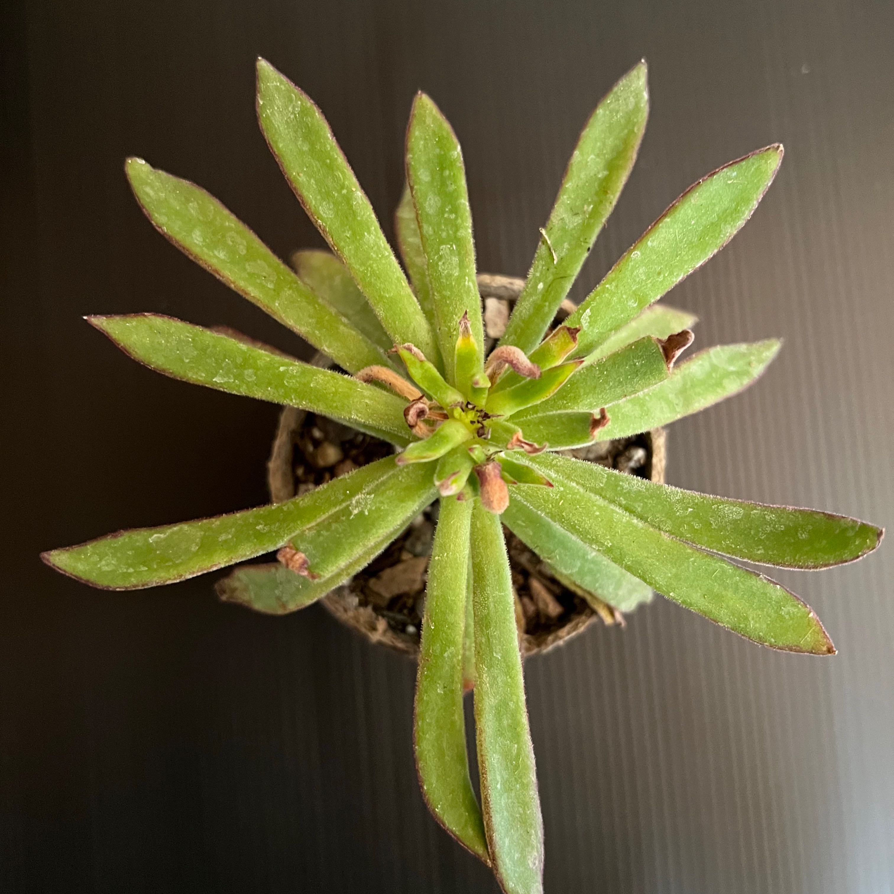 Photo of the plant species sea plantain by @BrunoBarn named Plantago maritima var. juncoides on Greg, the plant care app
