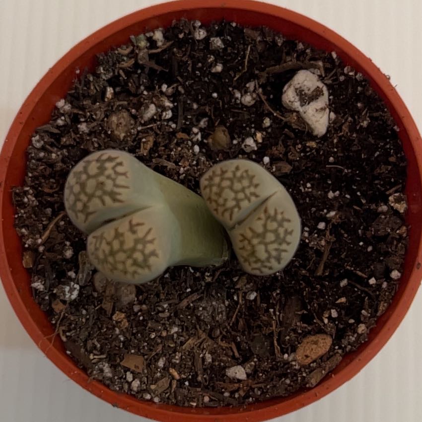 Photo of the plant species Tuvstenblad by @BrunoBarn named Lithops aucampiae L.Bolus. Aizoaceae on Greg, the plant care app