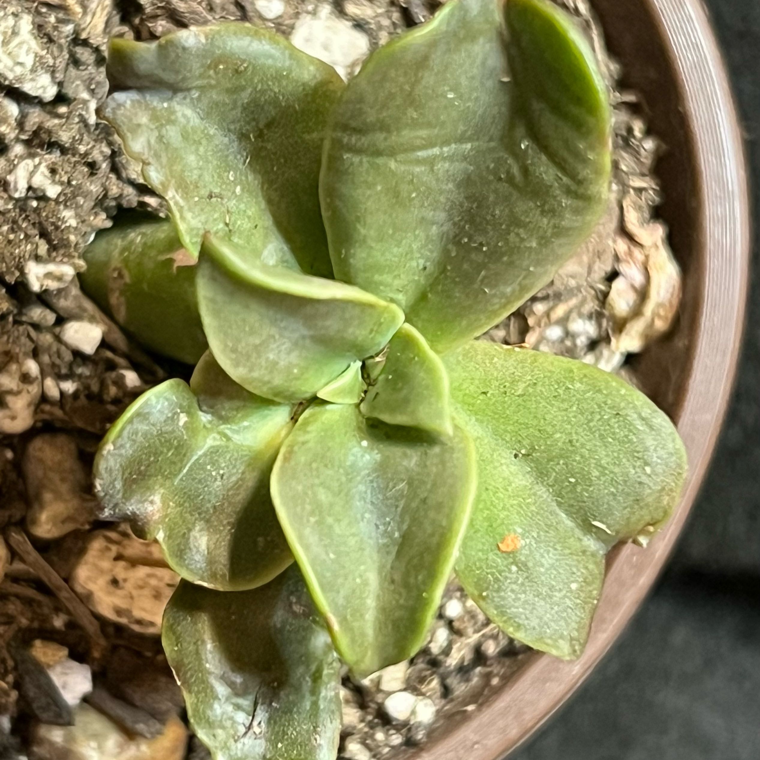 San Gabriel River Dudleya succulent plant in a pot with visible soil.