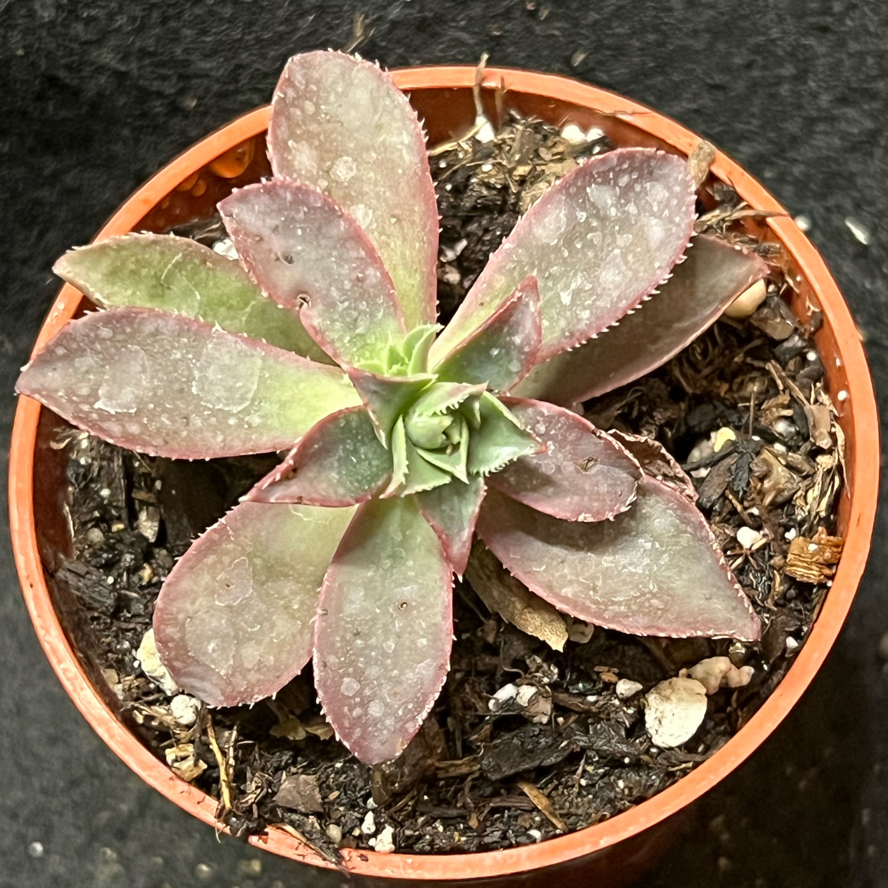 Graptoveria 'Fred Ives' succulent in a small pot with visible soil.
