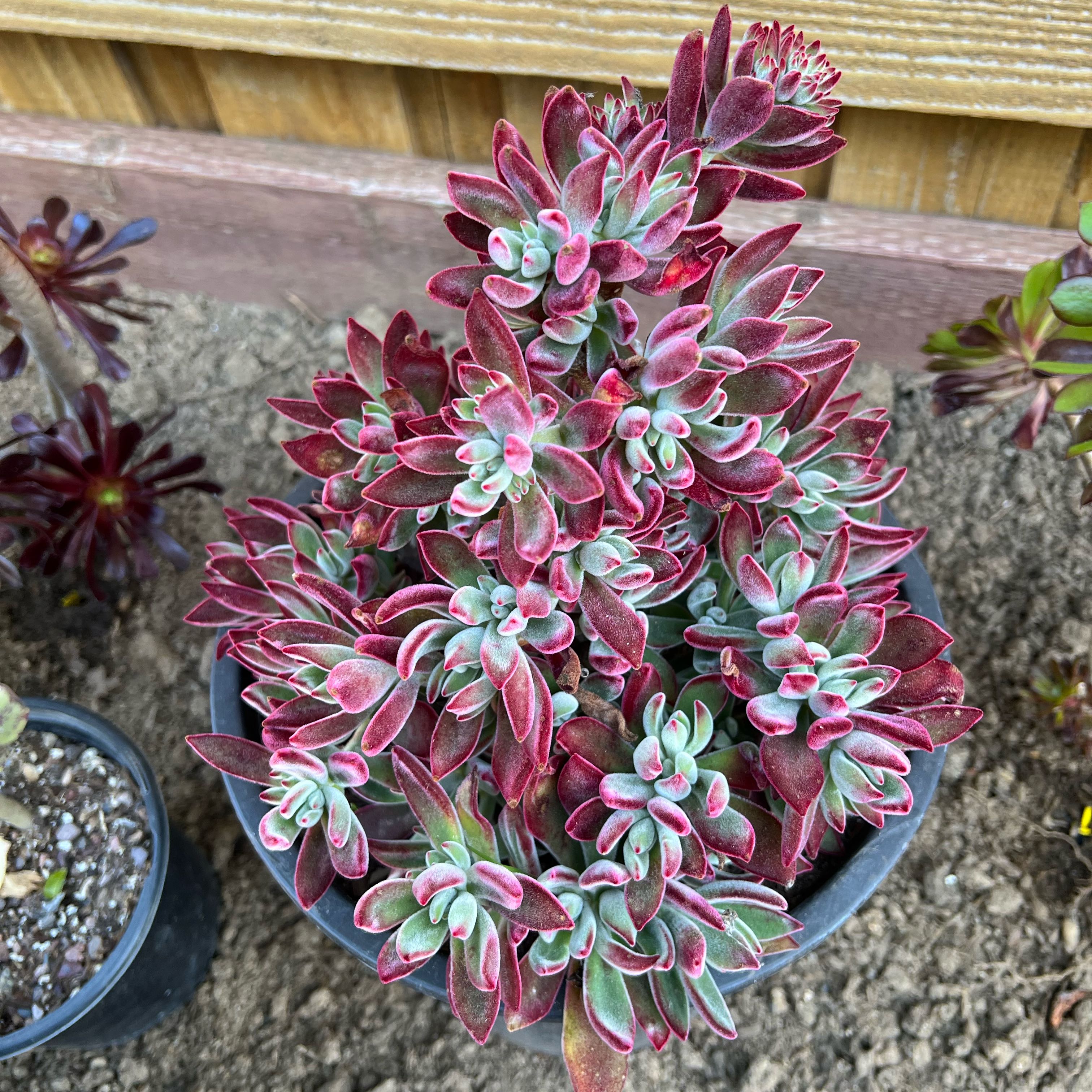 Photo of the plant species Echeveria Red Devotion by @BrunoBarn named Echeveria x4 on Greg, the plant care app
