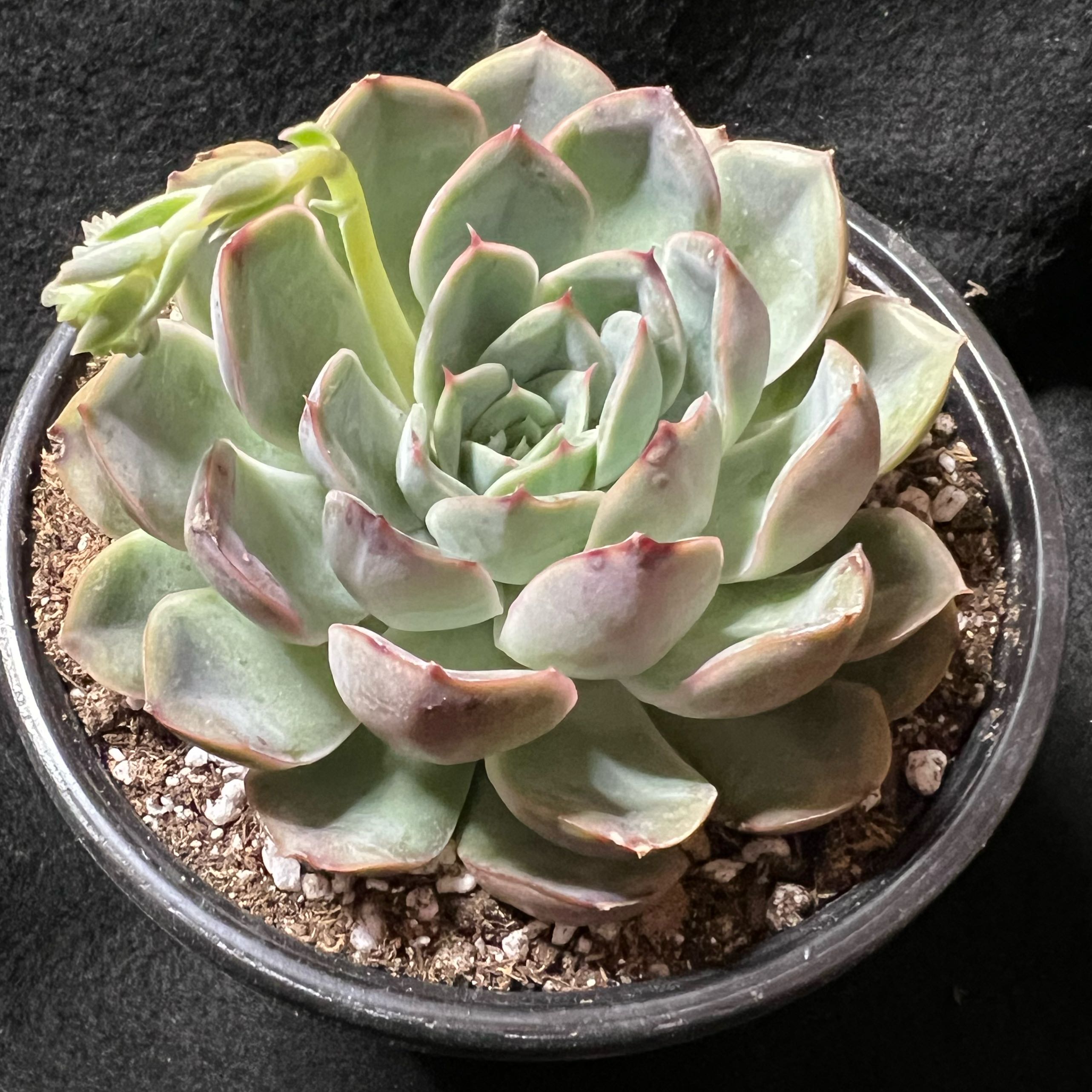Photo of the plant species Echeveria 'Hercules' by @BrunoBarn named Echeveria on Greg, the plant care app