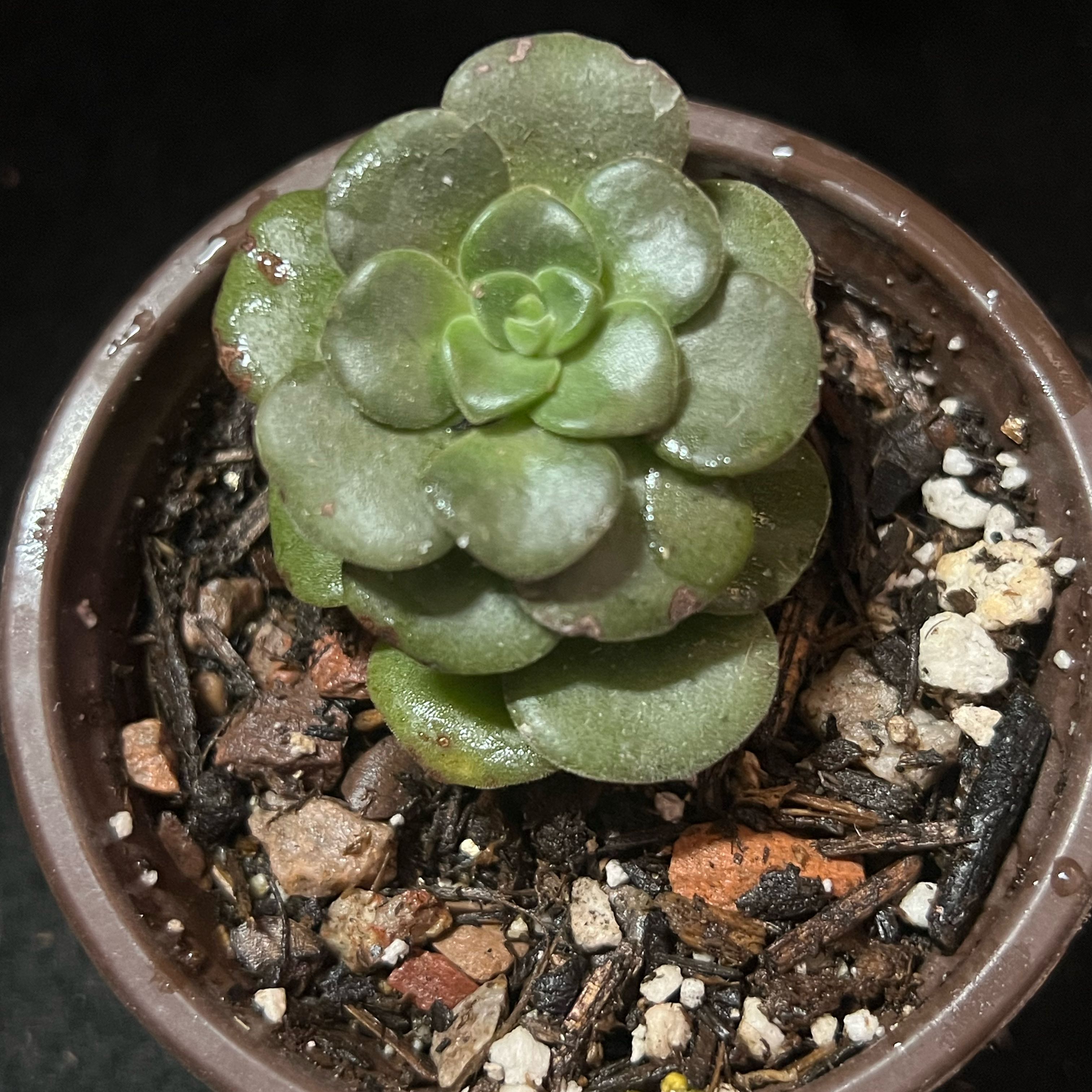 Potted Aeonium 'Lily Pad' plant with visible soil, appearing healthy.