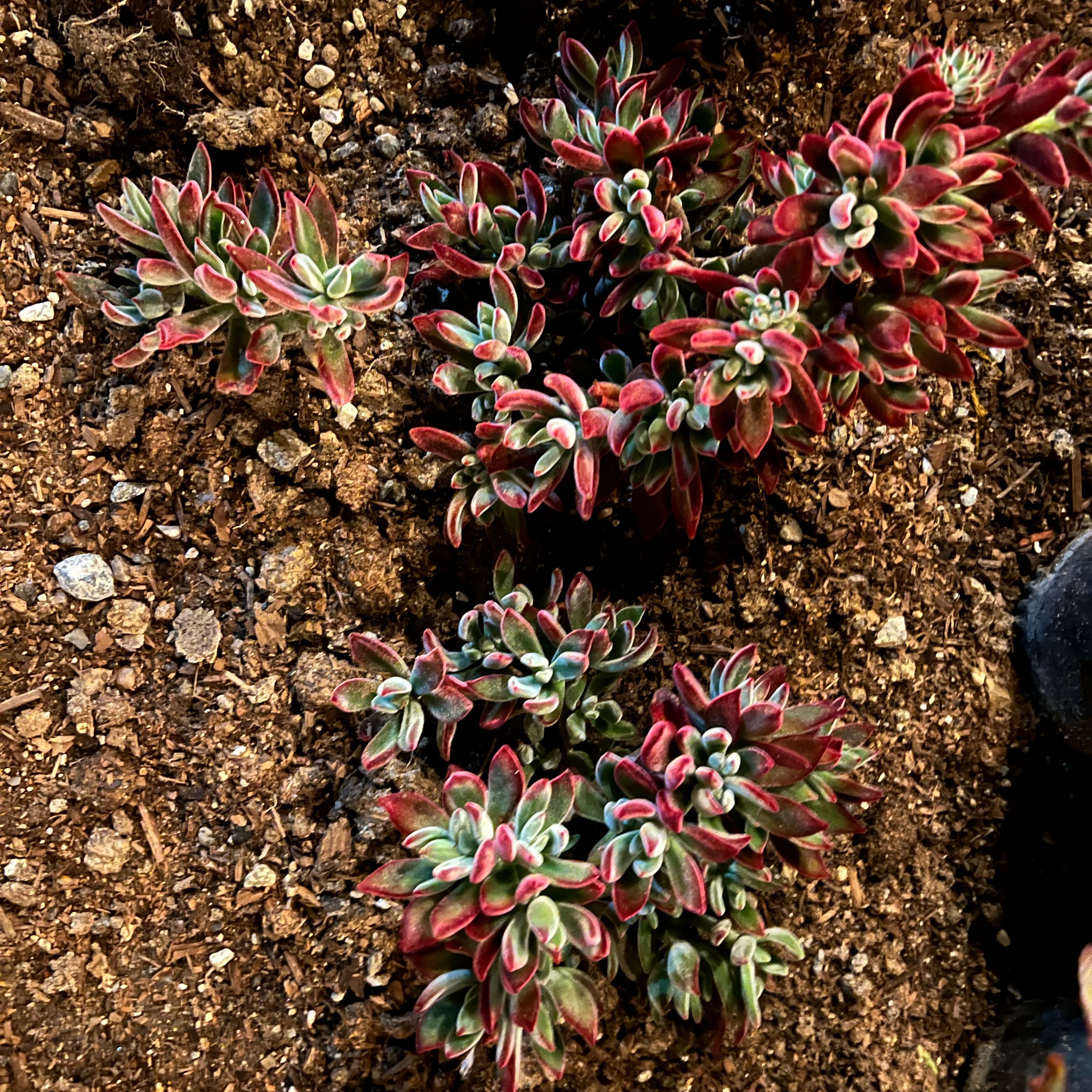 Photo of the plant species Echeveria Red Devotion by @BrunoBarn named Echeveria on Greg, the plant care app