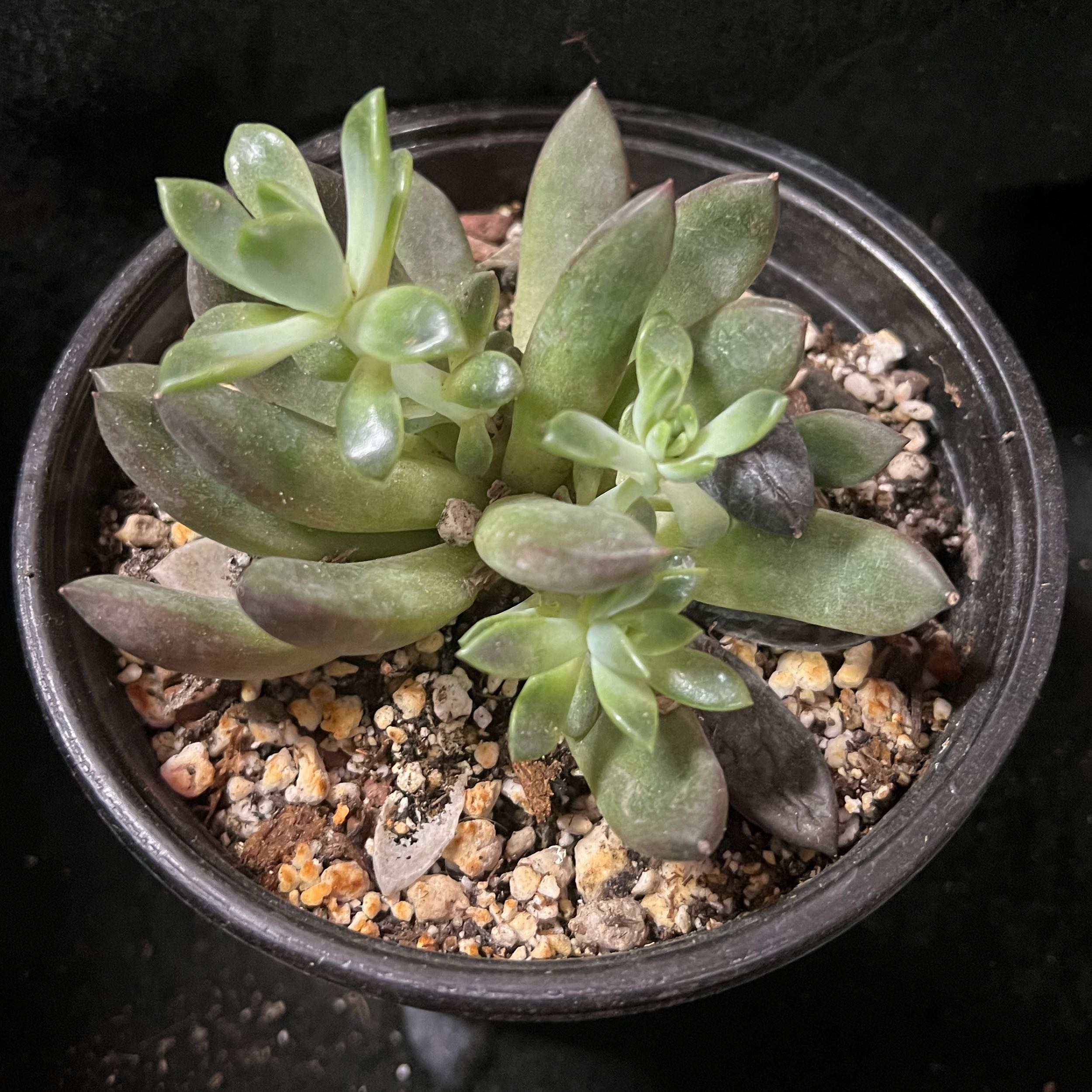 Photo of the plant species Echeveria 'Princess Blue' by @BrunoBarn named Echeveria on Greg, the plant care app