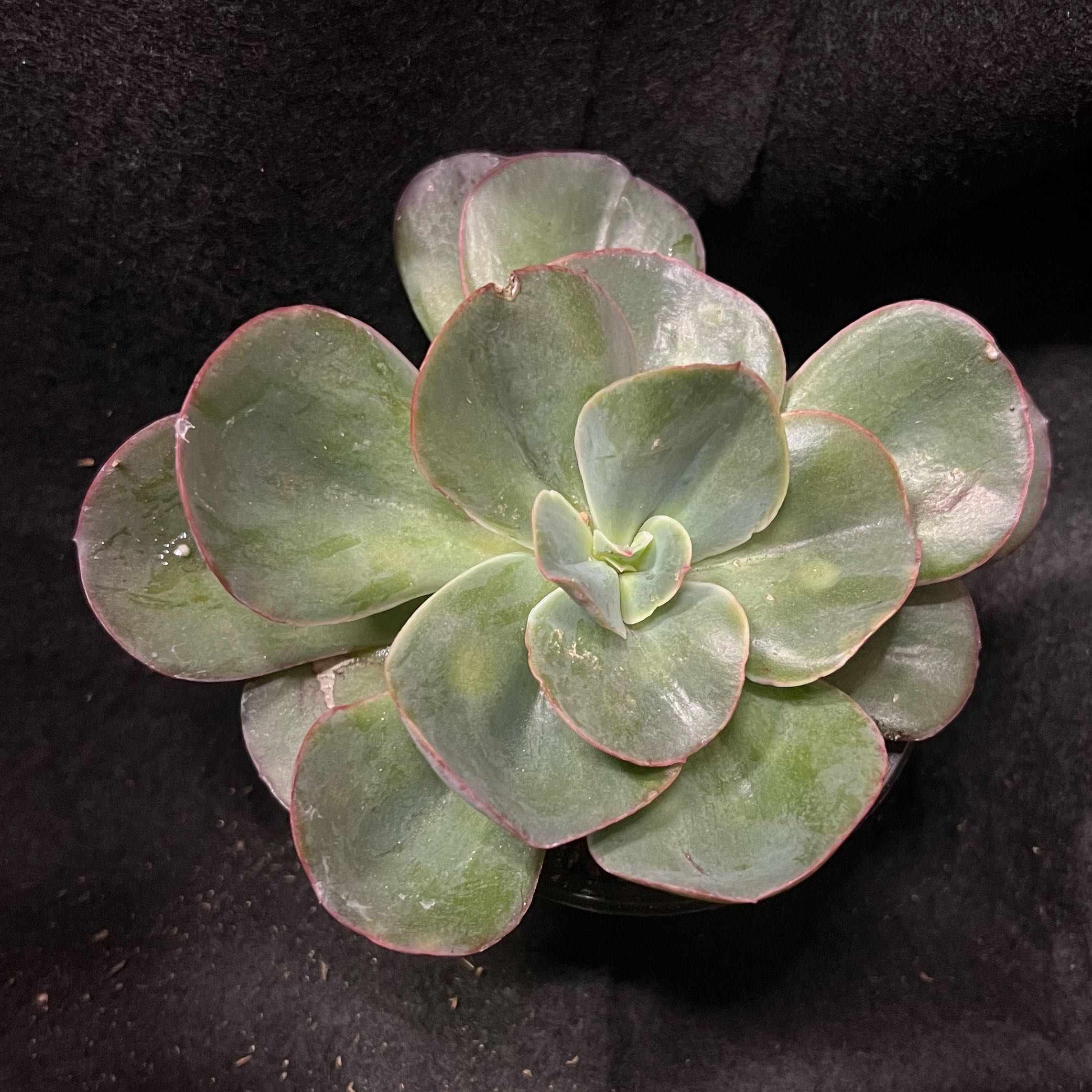 Photo of the plant species Green Pacific Echeveria by @BrunoBarn named Echeveria on Greg, the plant care app