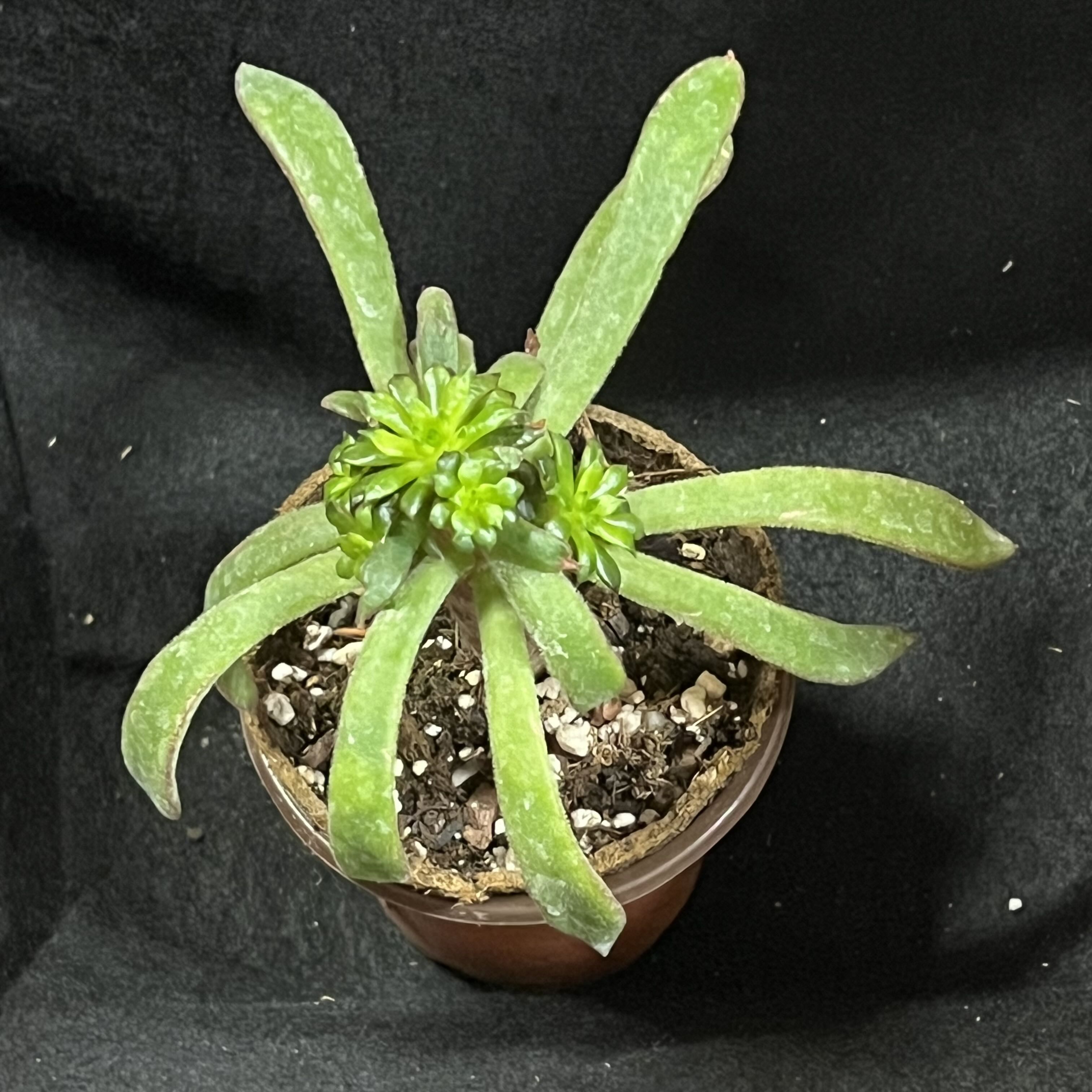 Photo of the plant species Echeveria 'Arrow Setosa' by @BrunoBarn named Echeveria on Greg, the plant care app
