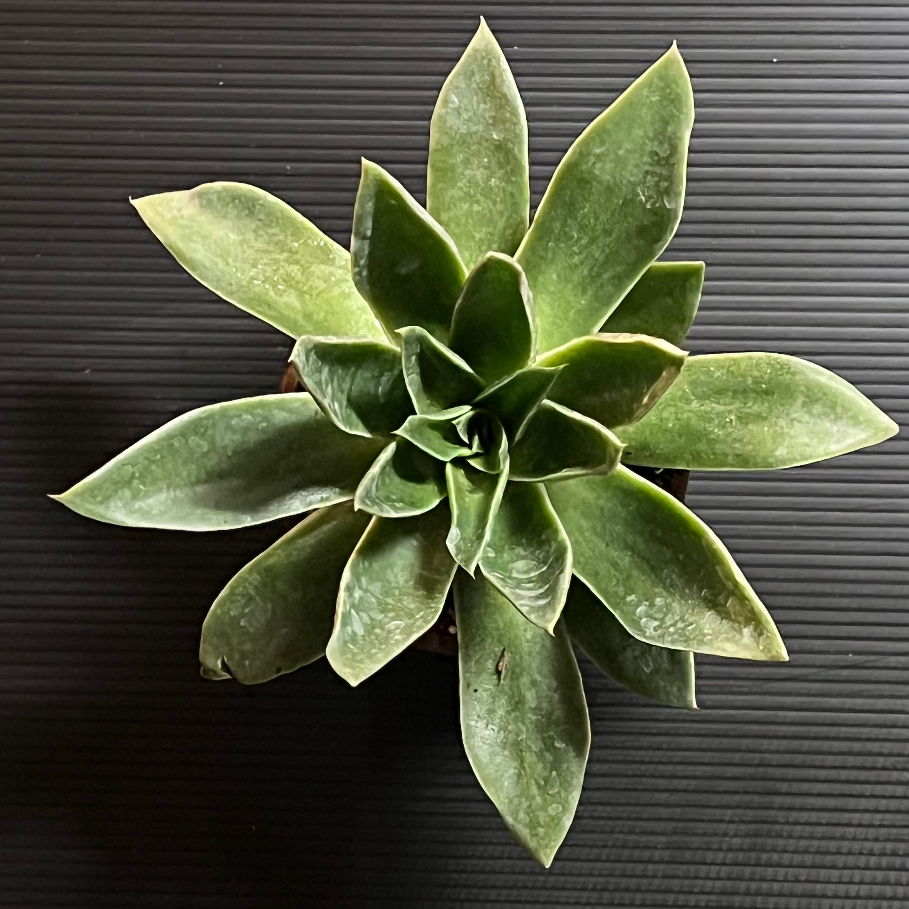 Photo of the plant species Echeveria Mexicana by @BrunoBarn named Echeveria on Greg, the plant care app