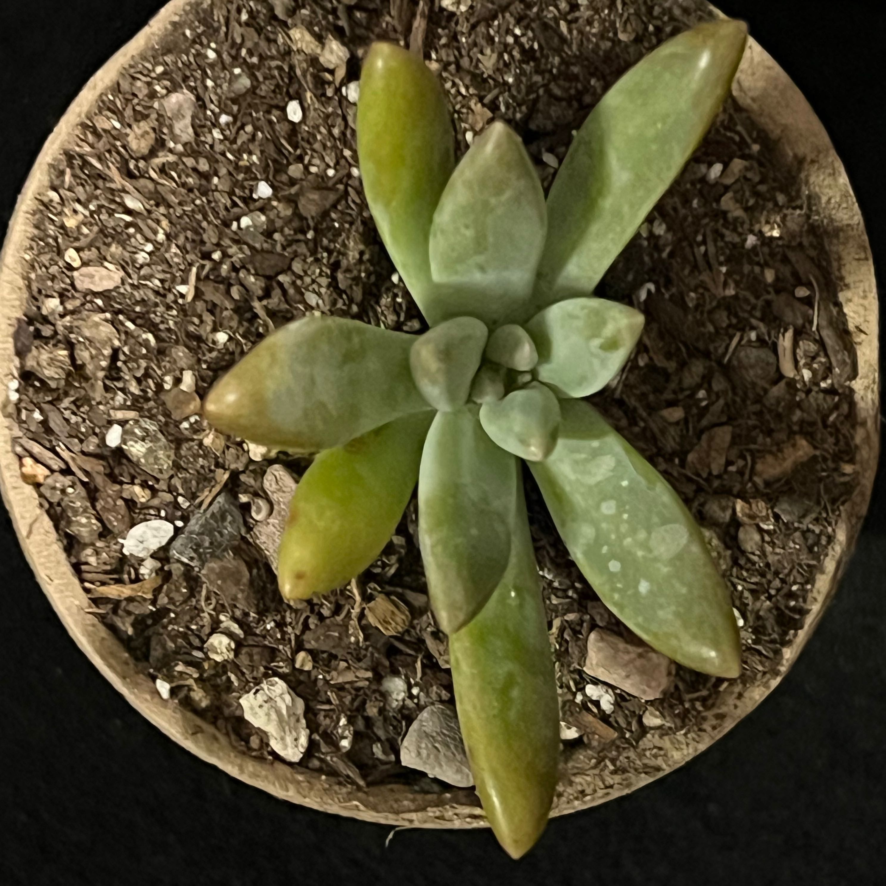 Bright Green Dudleya succulent in a pot with visible soil, showing some yellowing and browning leaves.