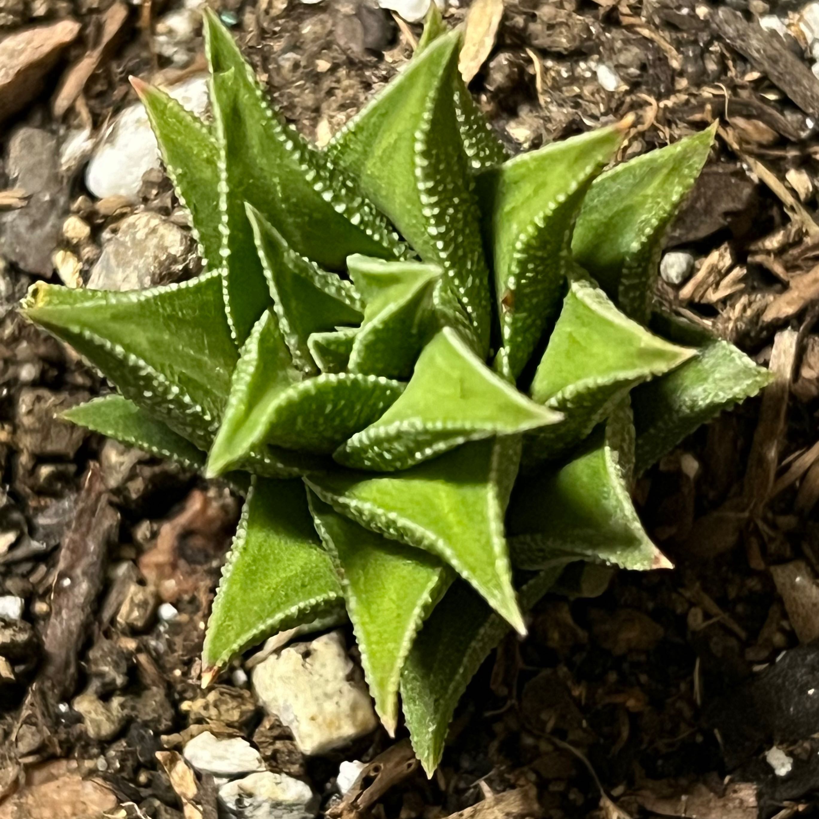 Veined Haworthia plant with healthy green leaves and visible soil.