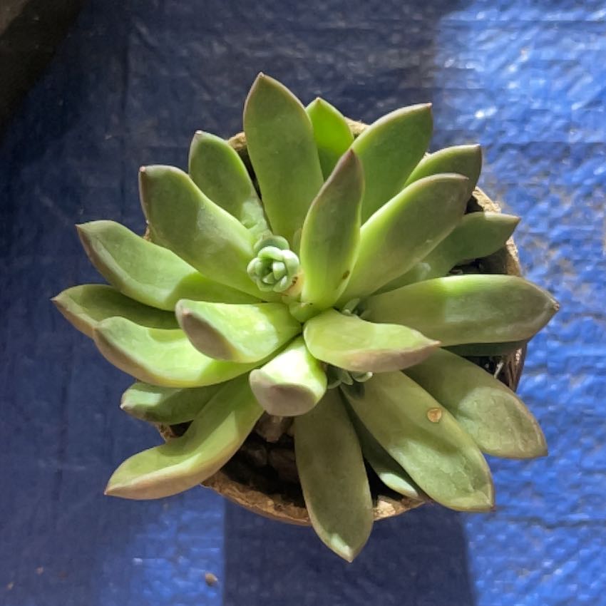 Photo of the plant species Echeveria 'Princess Blue' by @BrunoBarn named Echeveria on Greg, the plant care app