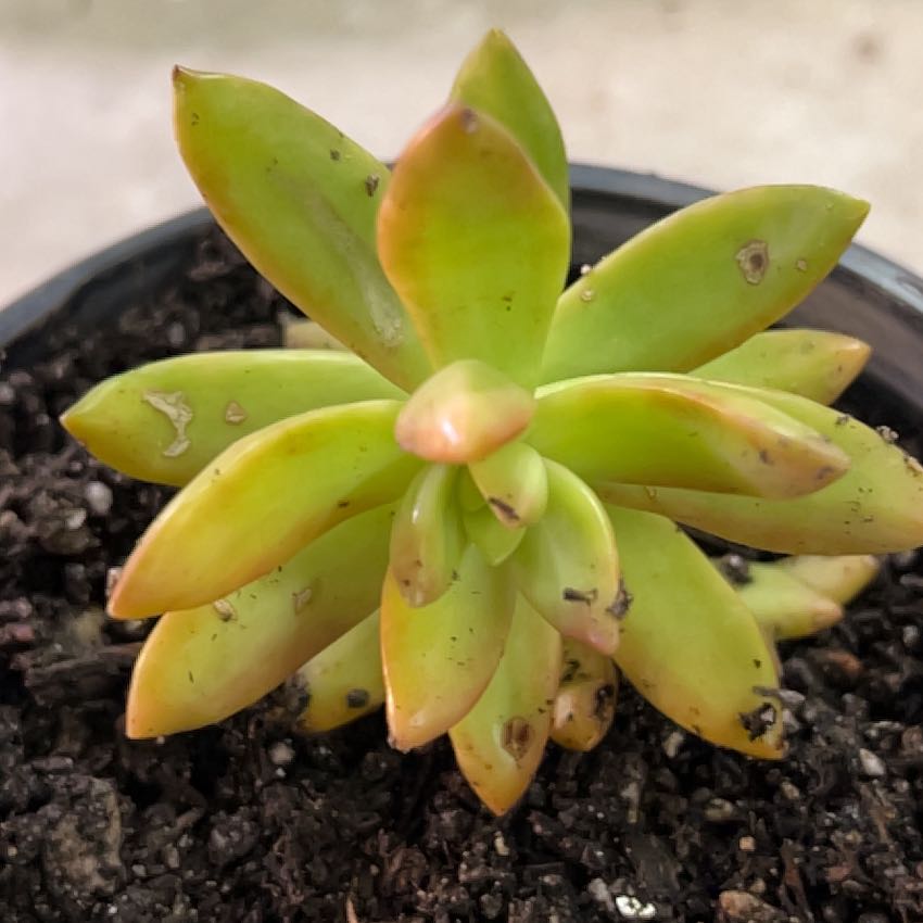 Photo of the plant species Sedum nussbaumerianum 'Coppertone' by @BrunoBarn named Sedum nussbaumerianum on Greg, the plant care app