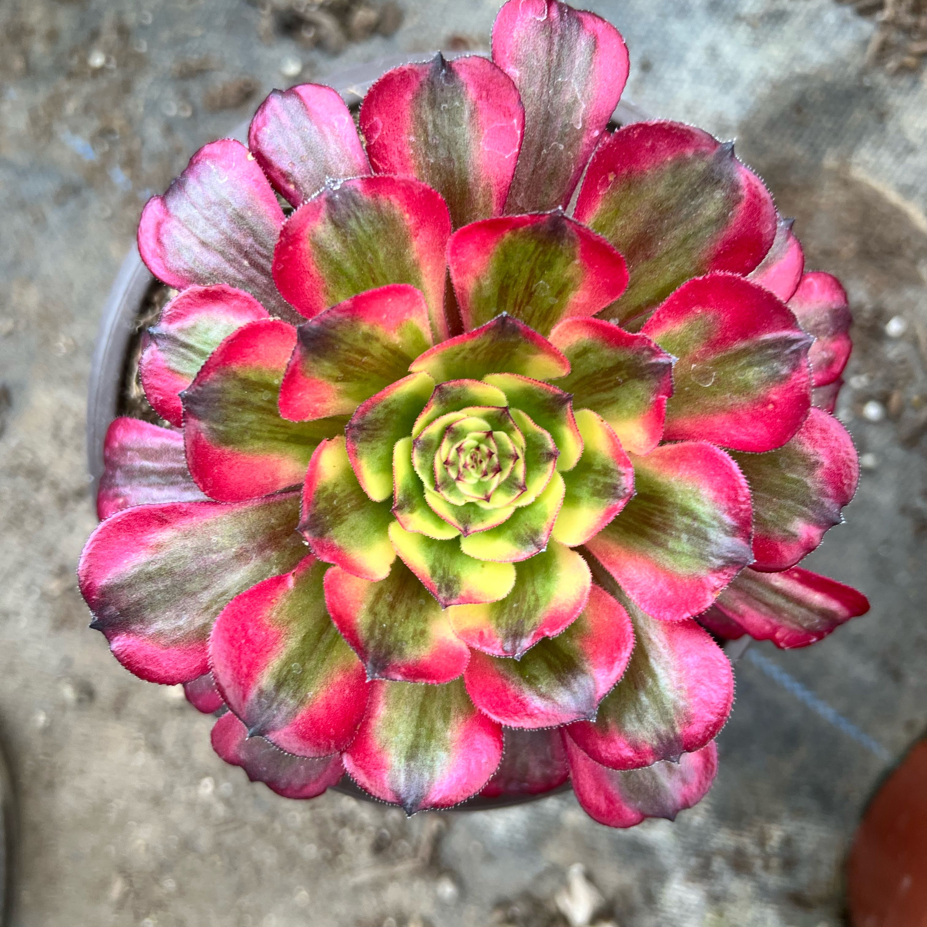 Photo of the plant species Aeonium 'Mardi Gras™' by @BrunoBarn named Aeonium on Greg, the plant care app