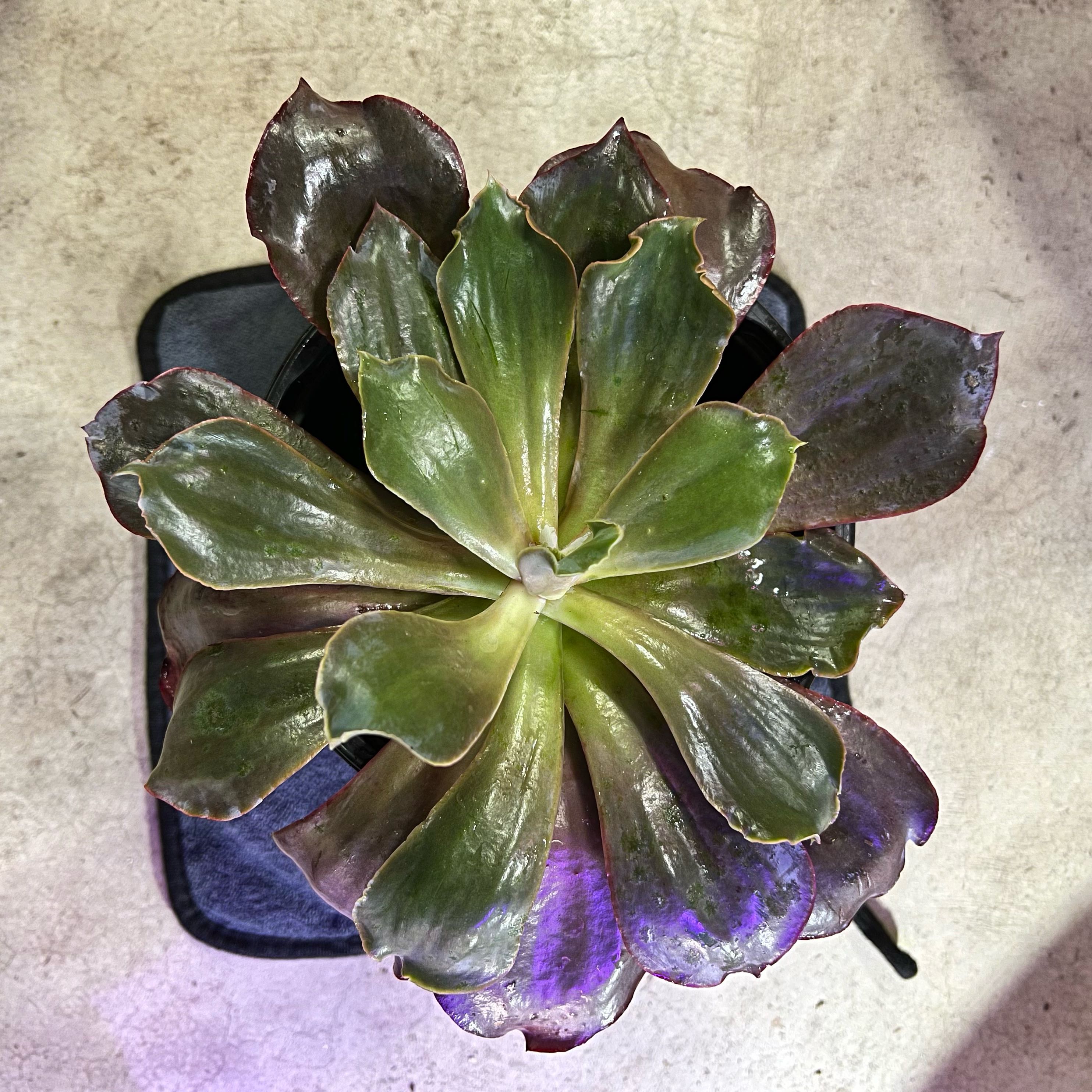 Photo of the plant species Echeveria 'Purple Perle von Nurnberg' by @BrunoBarn named Echeveria on Greg, the plant care app