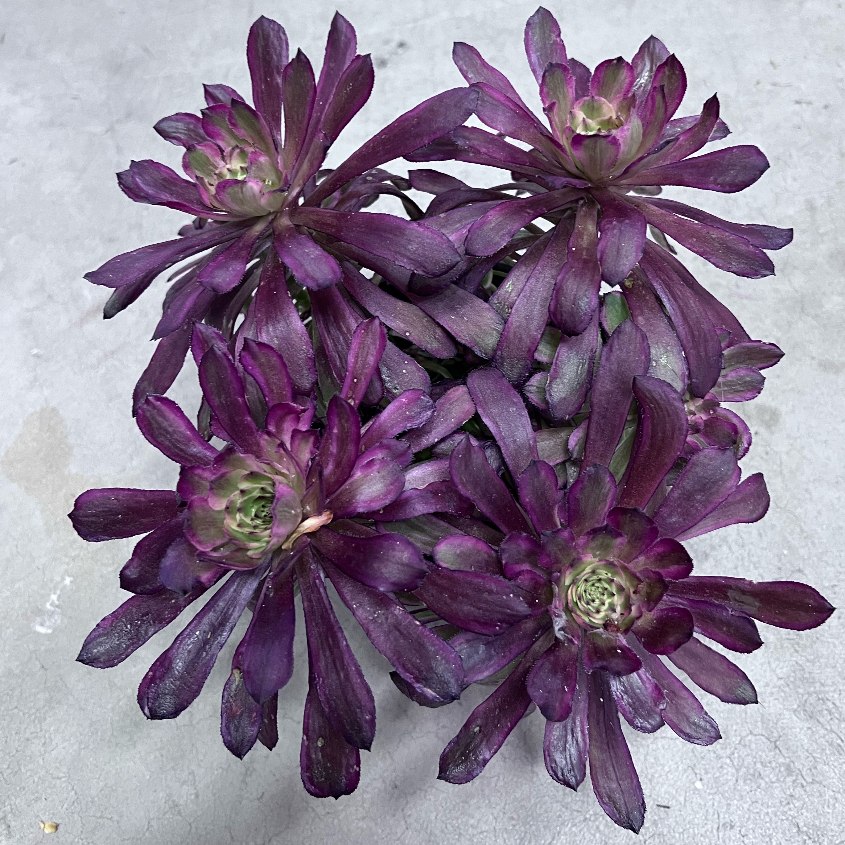 Photo of the plant species Aeonium 'Mardi Gras™' by @BrunoBarn named Aeonium on Greg, the plant care app