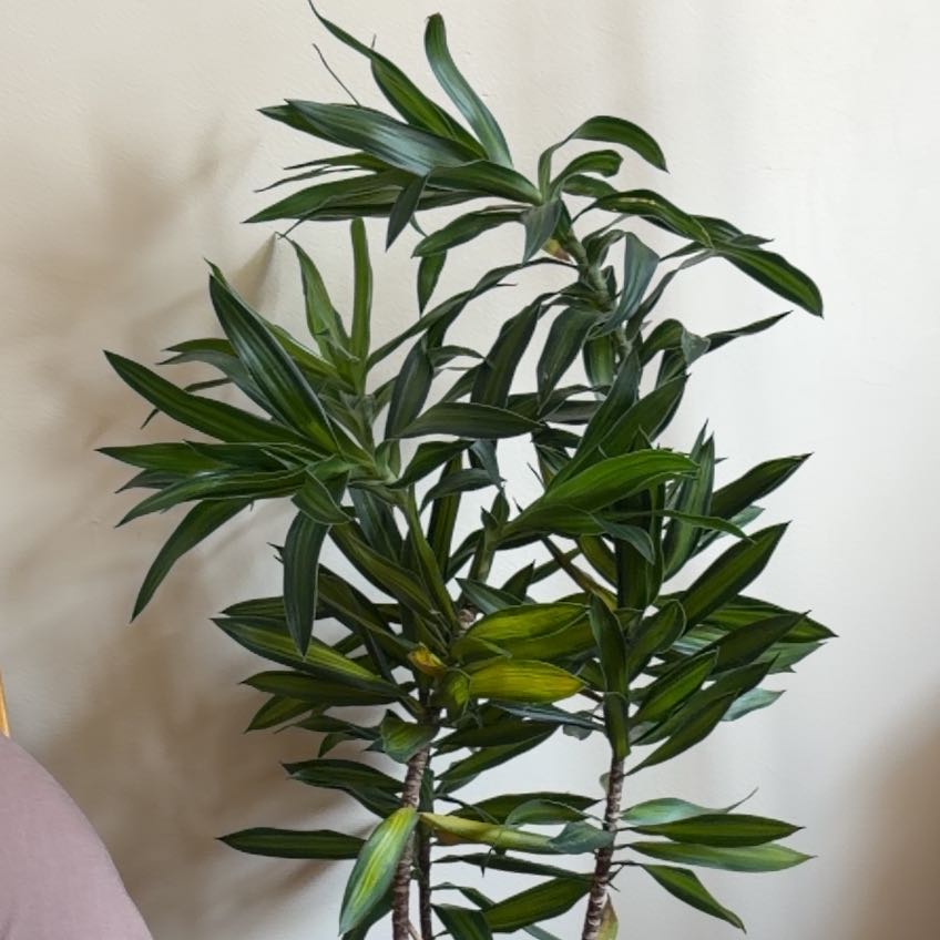 Plant care for Draceana Bicolor on Greg, the plant care app