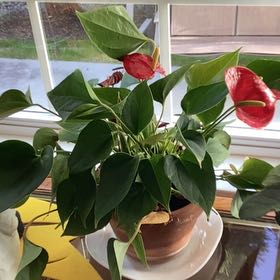 Tree Diddy | A plant by @SlickRedpalulu on Greg