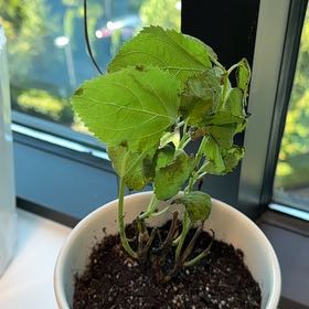 Photo of the plant species Hydrangea 'Incrediball' by @WeightyKawakawa named Incrediball on Greg, the plant care app