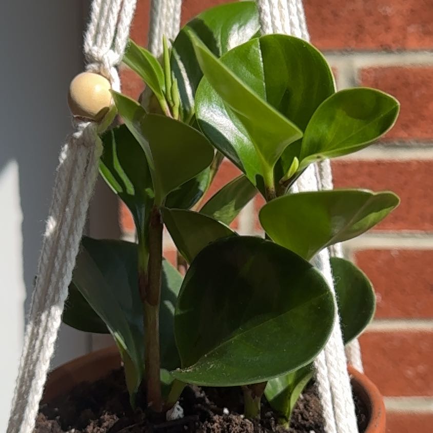 Photo of the plant species Peperomia obtipan by @StarRubberfig named Peter Parker on Greg, the plant care app