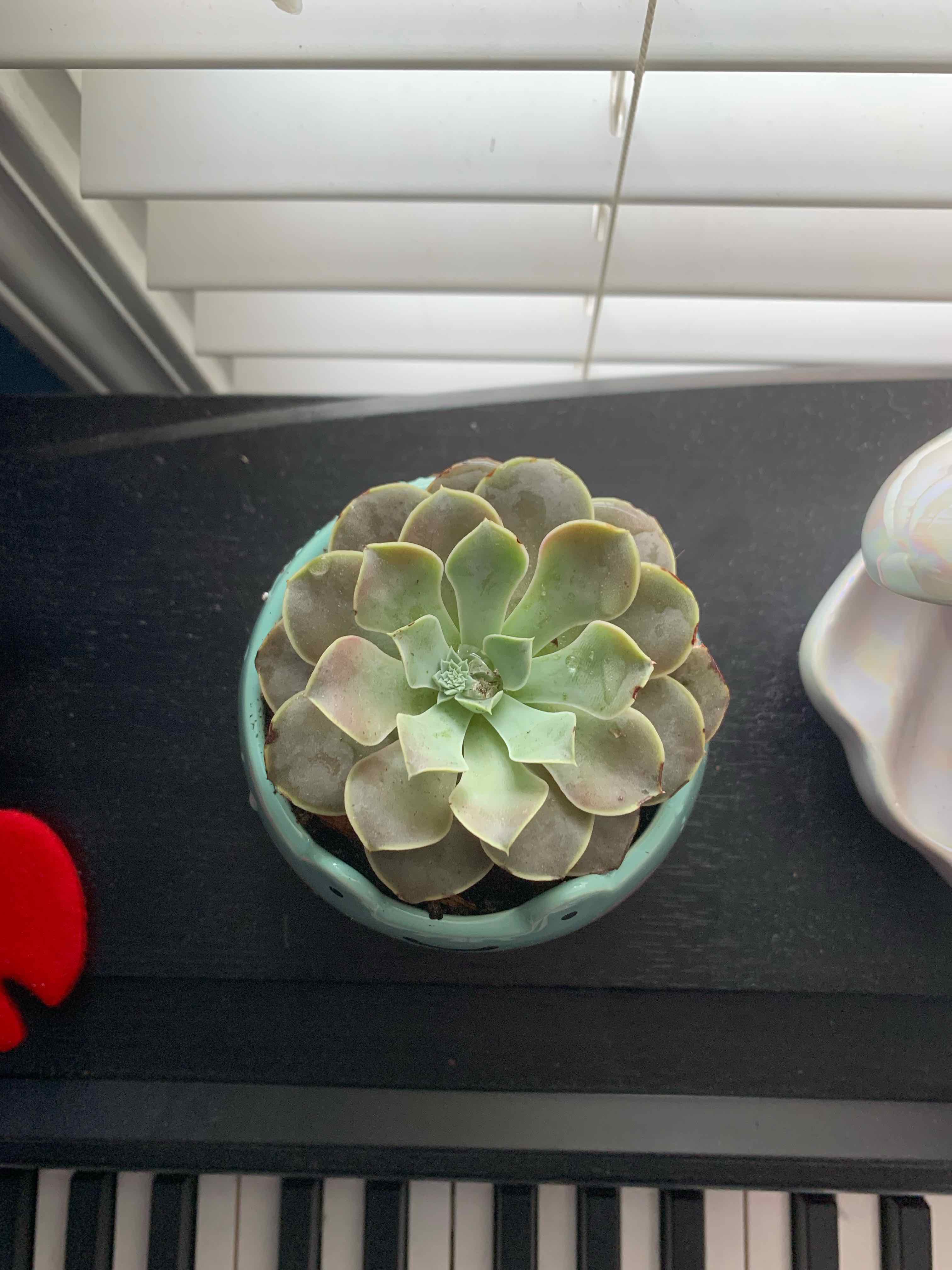 Echeveria colorata succulent in a pot with some browning on outer leaves.