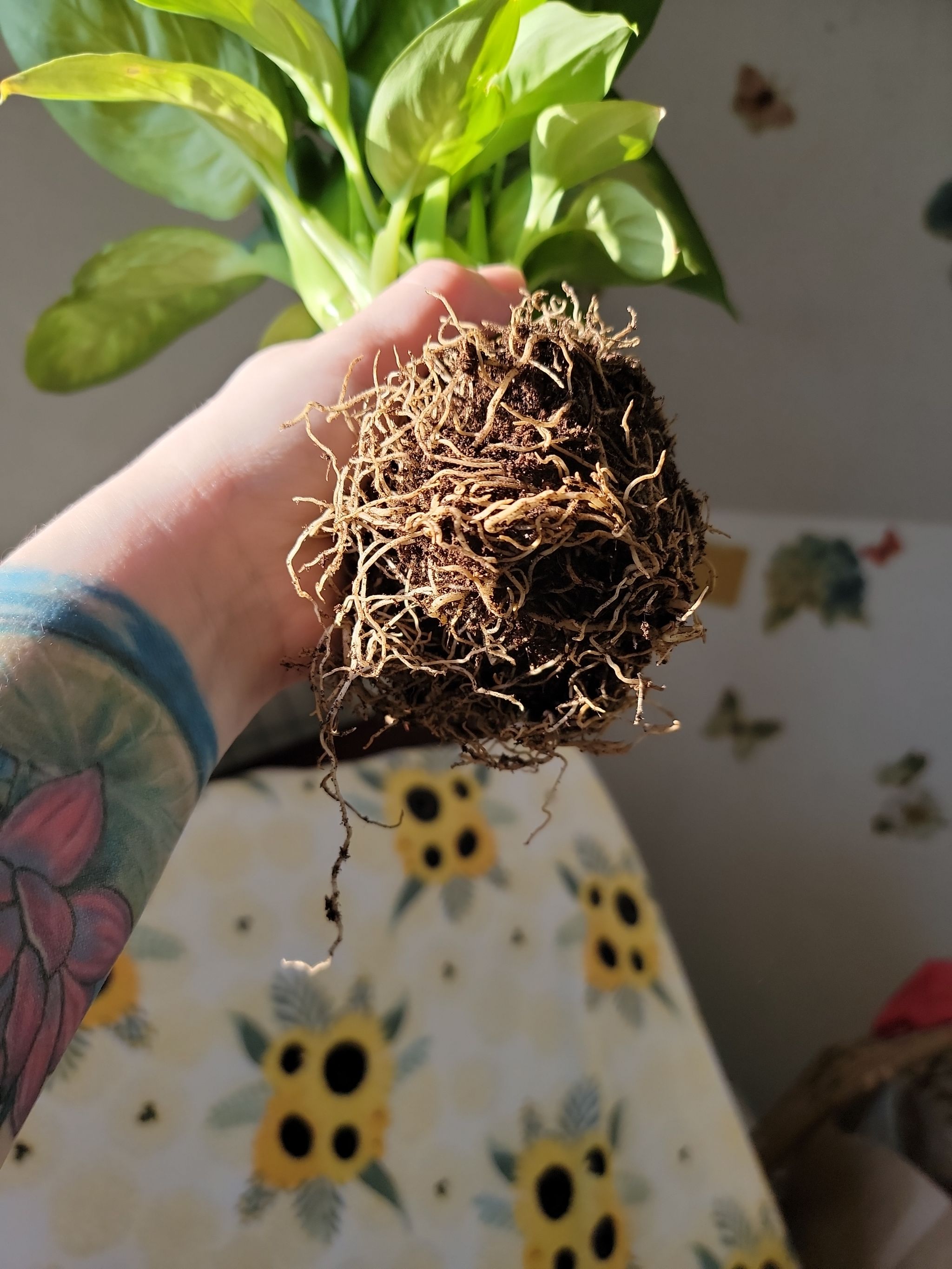 Photo from the post