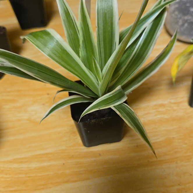 Photo of the plant species Cape Spider Plant by @Jellyfishlions named Forrest on Greg, the plant care app