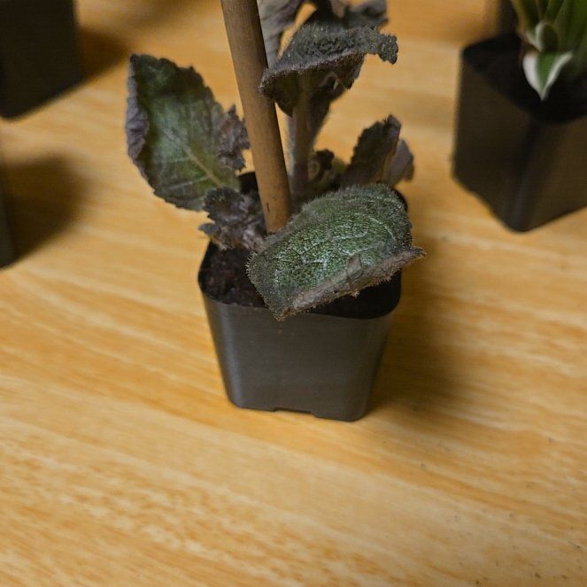 Photo of the plant species Pilea Spruceana by @Jellyfishlions named Osmo on Greg, the plant care app