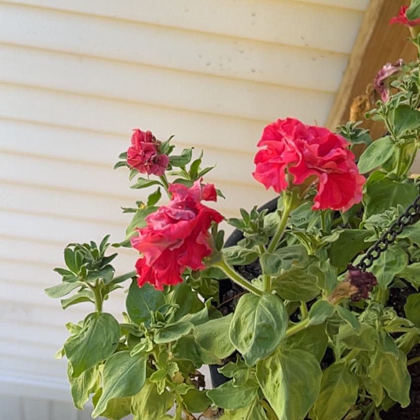 Photo of the plant species Double Madness Petunia by @PetMeadowsweet named Petunia on Greg, the plant care app