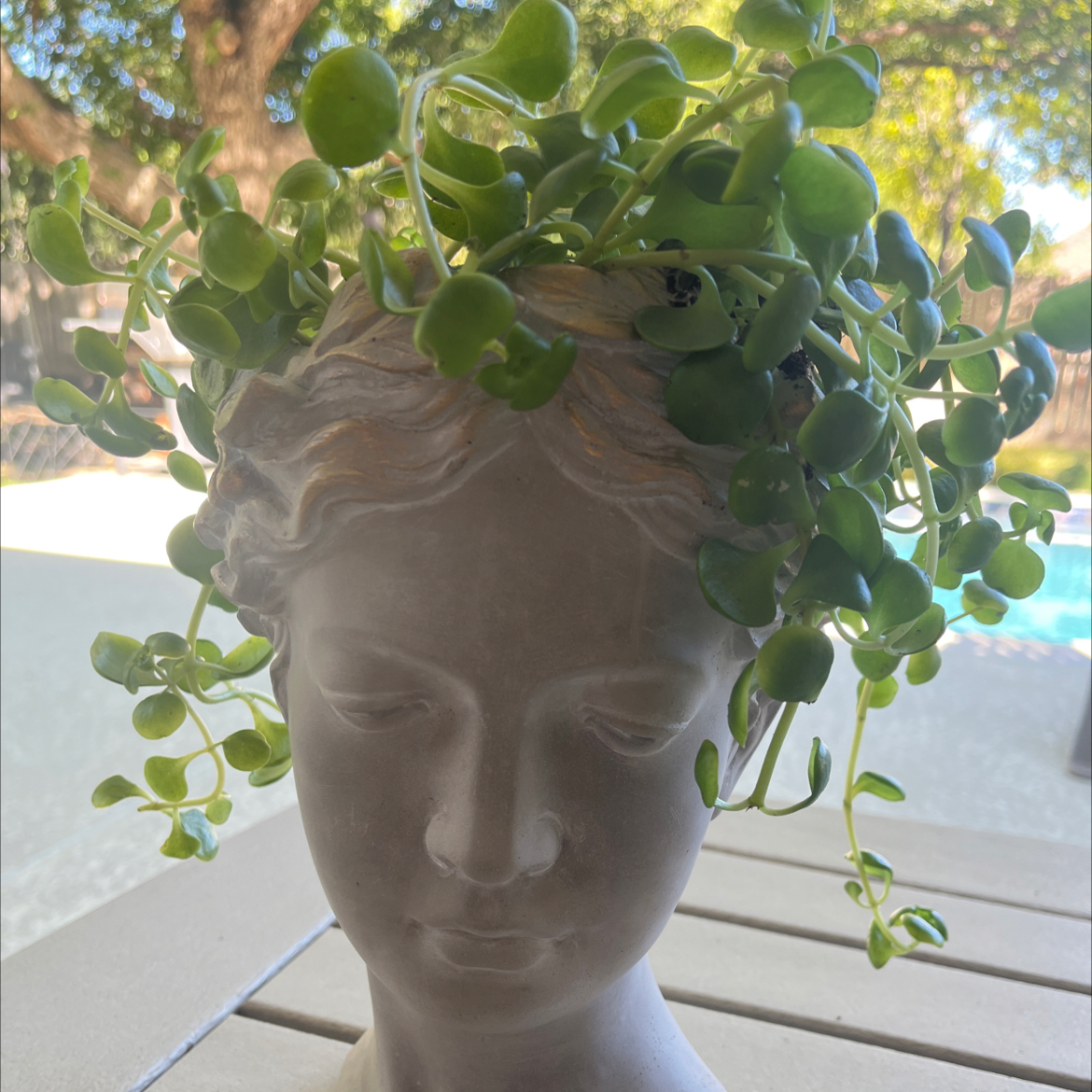 Photo of the plant species Sedum tetractinum 'Coral Reef' by @CozySunspurge named Girlfrond on Greg, the plant care app