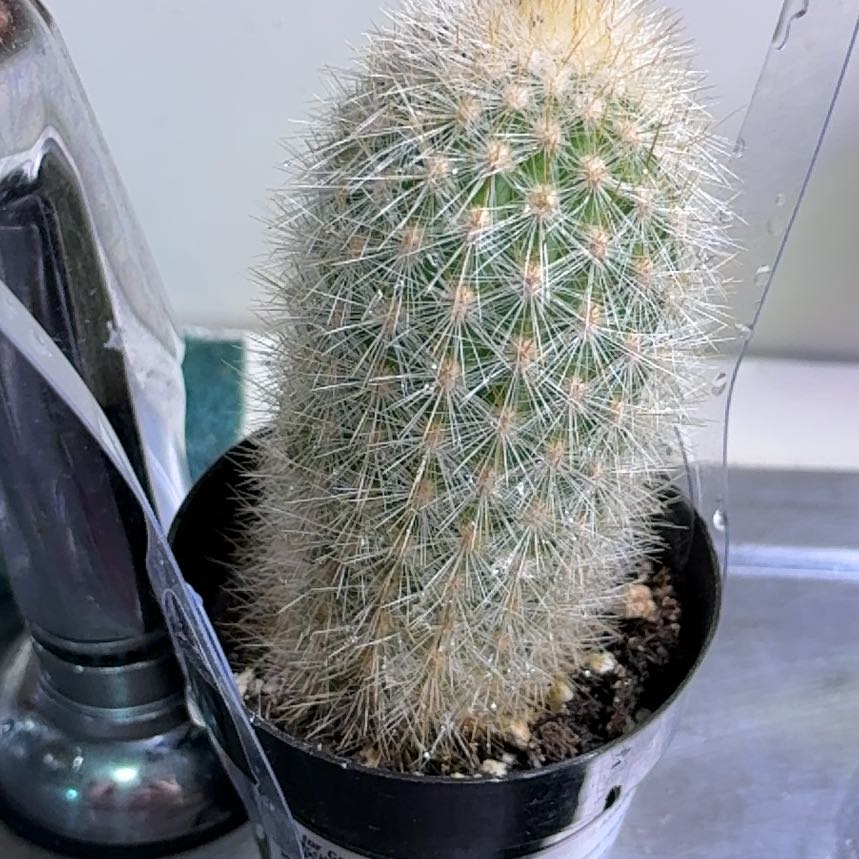 Photo of the plant species Weberbauerocereus rauhii by @HotZombieHunter named Planty on Greg, the plant care app