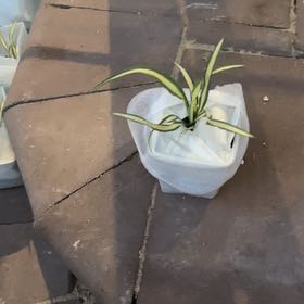 Photo of the plant species Yucca filamentosa 'Color Guard' by @NiceSunburst named Pax on Greg, the plant care app