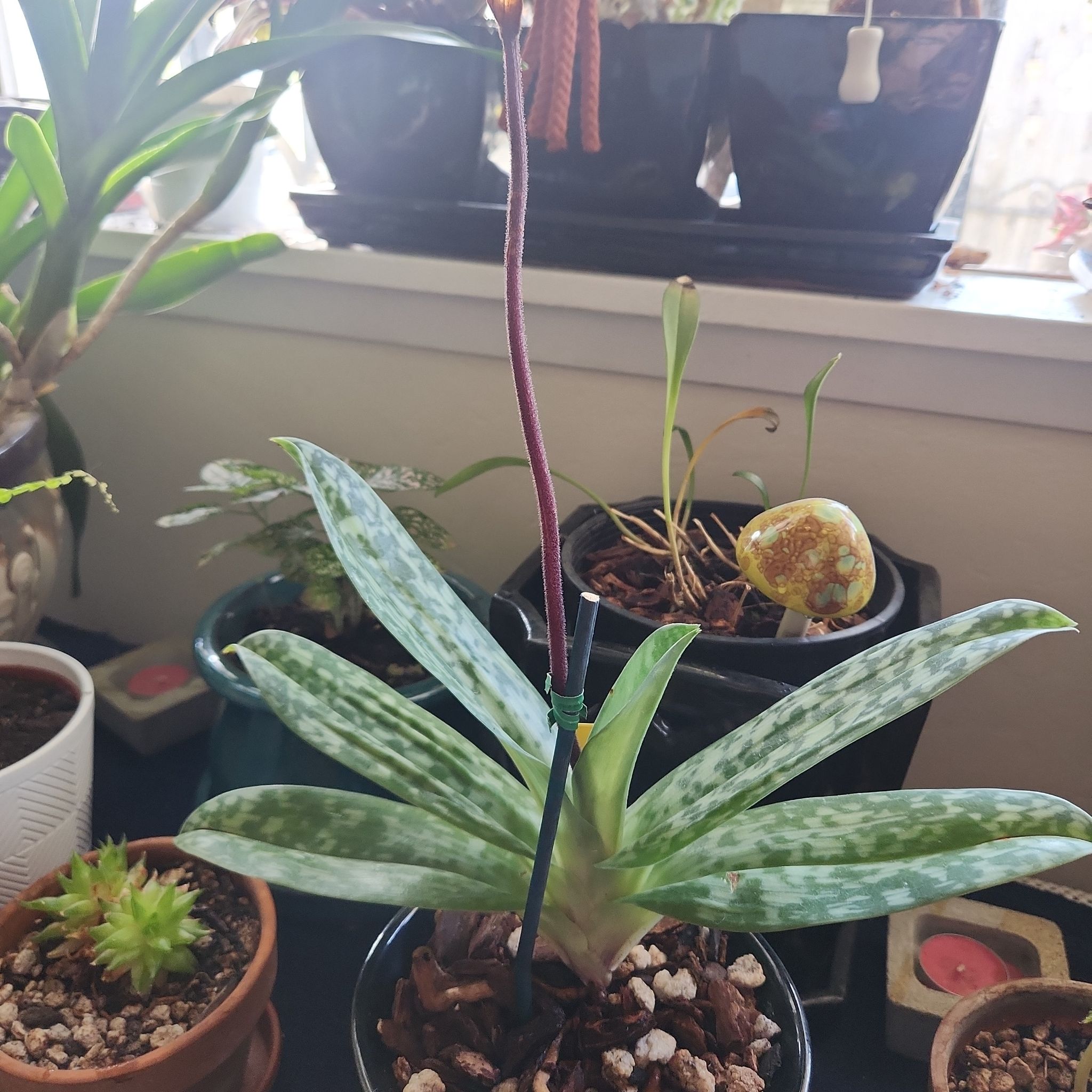 Photo of the plant species Paph. Supersuck ‘Eureka’ AM/AOS Raisin Pie Hsinying’ x sib by @MarkedlyCardoon named Walt on Greg, the plant care app