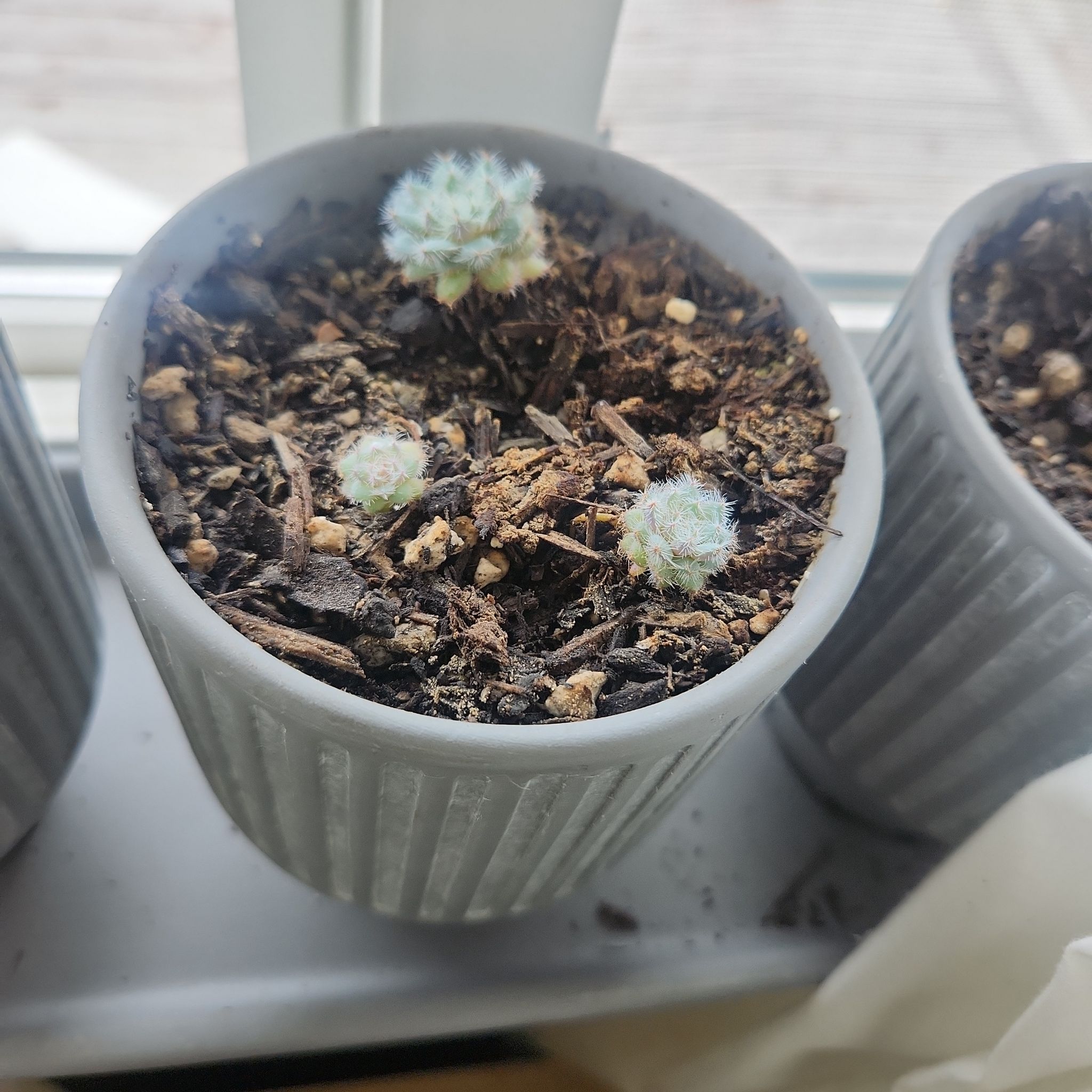 Photo of the plant species Echeveria setosa var. minor by @MarkedlyCardoon named Xena on Greg, the plant care app