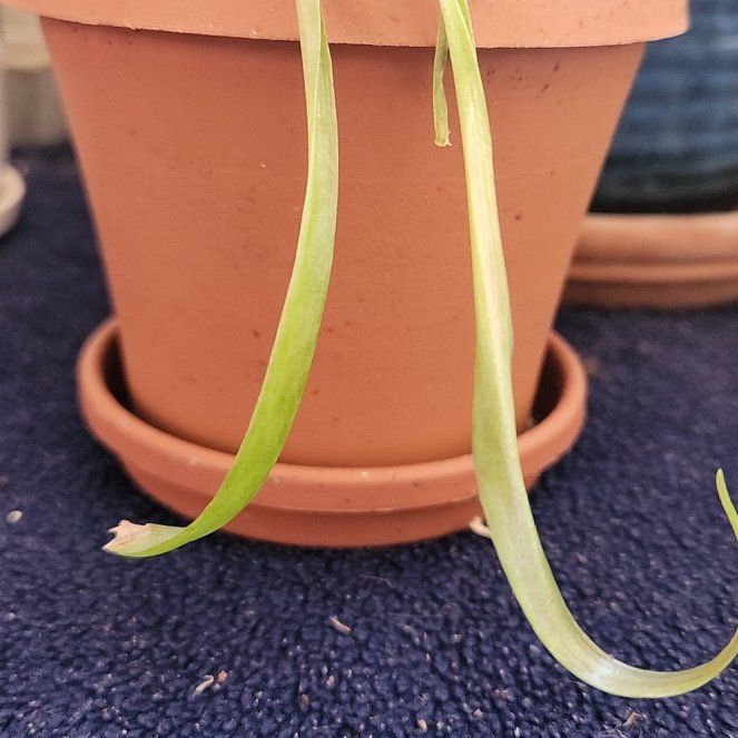 Photo of the plant species Zebra Silver Squill by @MarkedlyCardoon named Einstein on Greg, the plant care app
