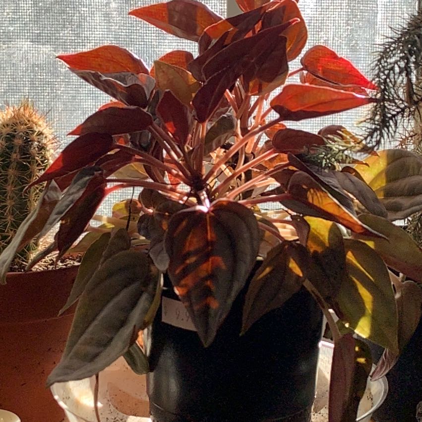 Photo of the plant species Pepperomia santorini by @GoldenRoyalfern named Lavender on Greg, the plant care app