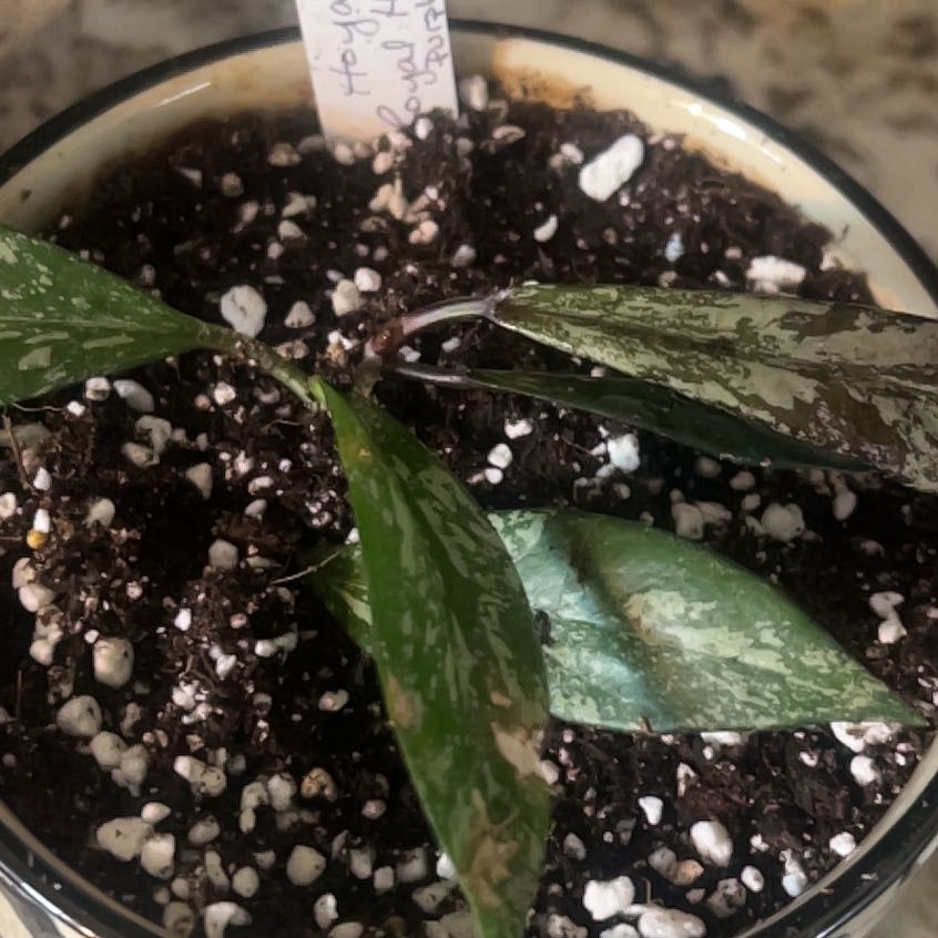 Photo of the plant species Hoya publicalyx 'Royal Hawaiian Purple' by @HypnoticKale named Diana on Greg, the plant care app