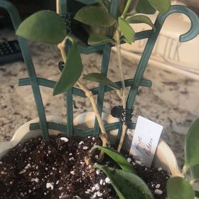 Photo of the plant species Hoya by @HypnoticKale named Sahara on Greg, the plant care app
