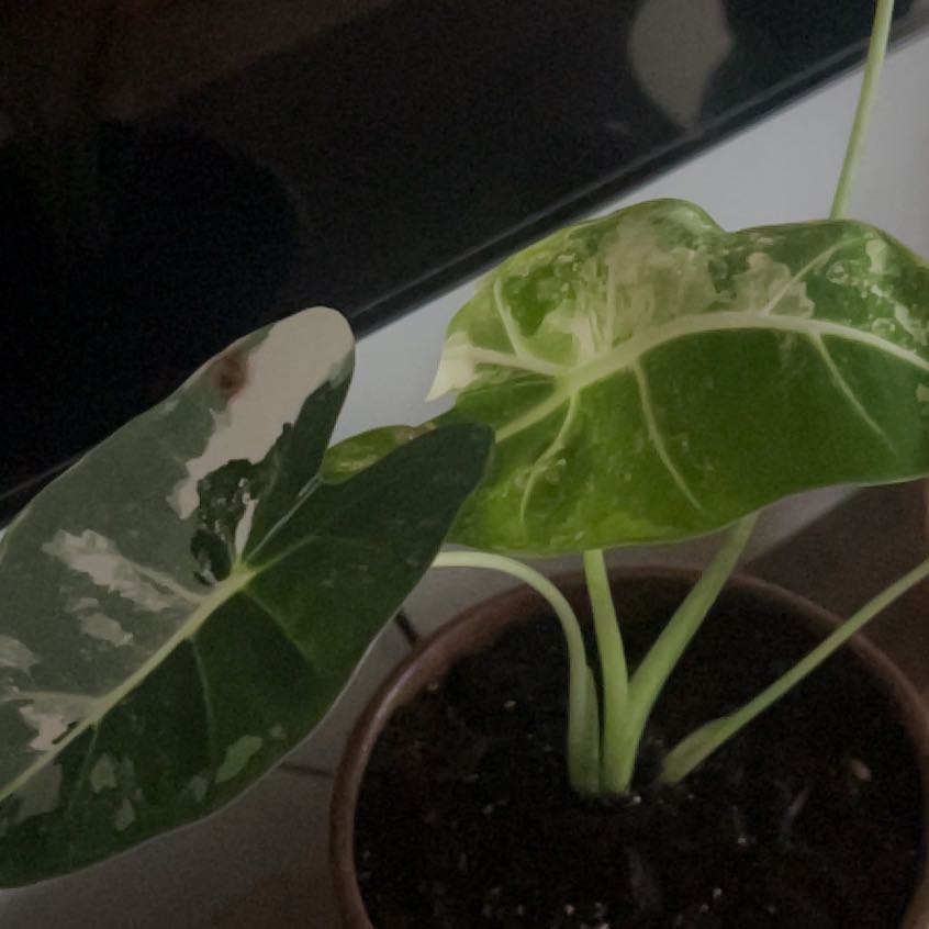 Photo of the plant species Alocasia Frydek Variegated by @HypnoticKale named Bodhi on Greg, the plant care app