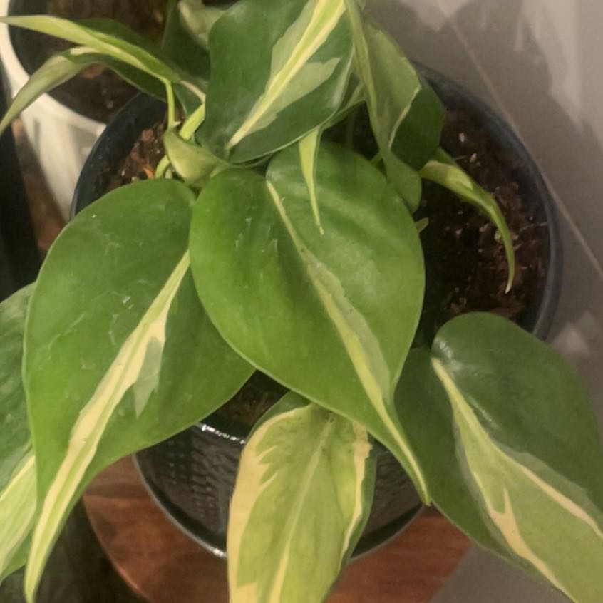 Photo of the plant species Silver Stripe Philodendron by @HypnoticKale named Foxxy on Greg, the plant care app