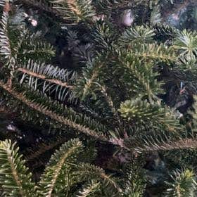 Photo of the plant species Fraser Fir by @QuietUrnplant named Einstein on Greg, the plant care app