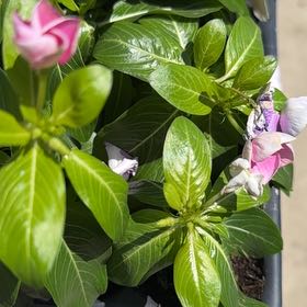 Photo of the plant species Vinca by @QuietUrnplant named LiloStitch on Greg, the plant care app