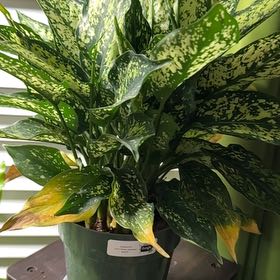 Photo of the plant species First Diamond Chinese Evergreen by @SupermanChisme named Prince on Greg, the plant care app