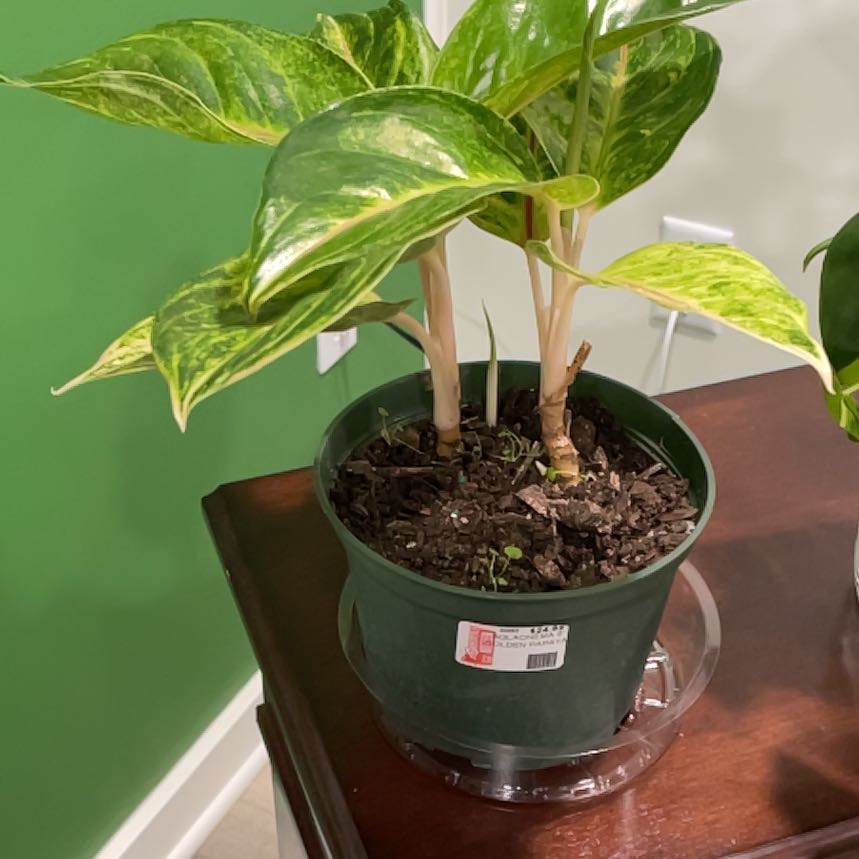 Photo of the plant species Golden Papaya Chinese Evergreen by @CalatheaChic named Planty on Greg, the plant care app