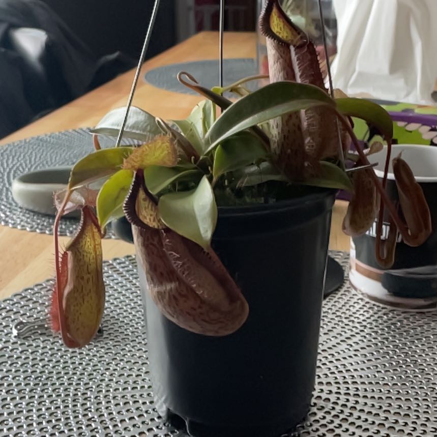 Photo of the plant species Tropical Pitcher Plant by @CalatheaChic named Foxxy on Greg, the plant care app