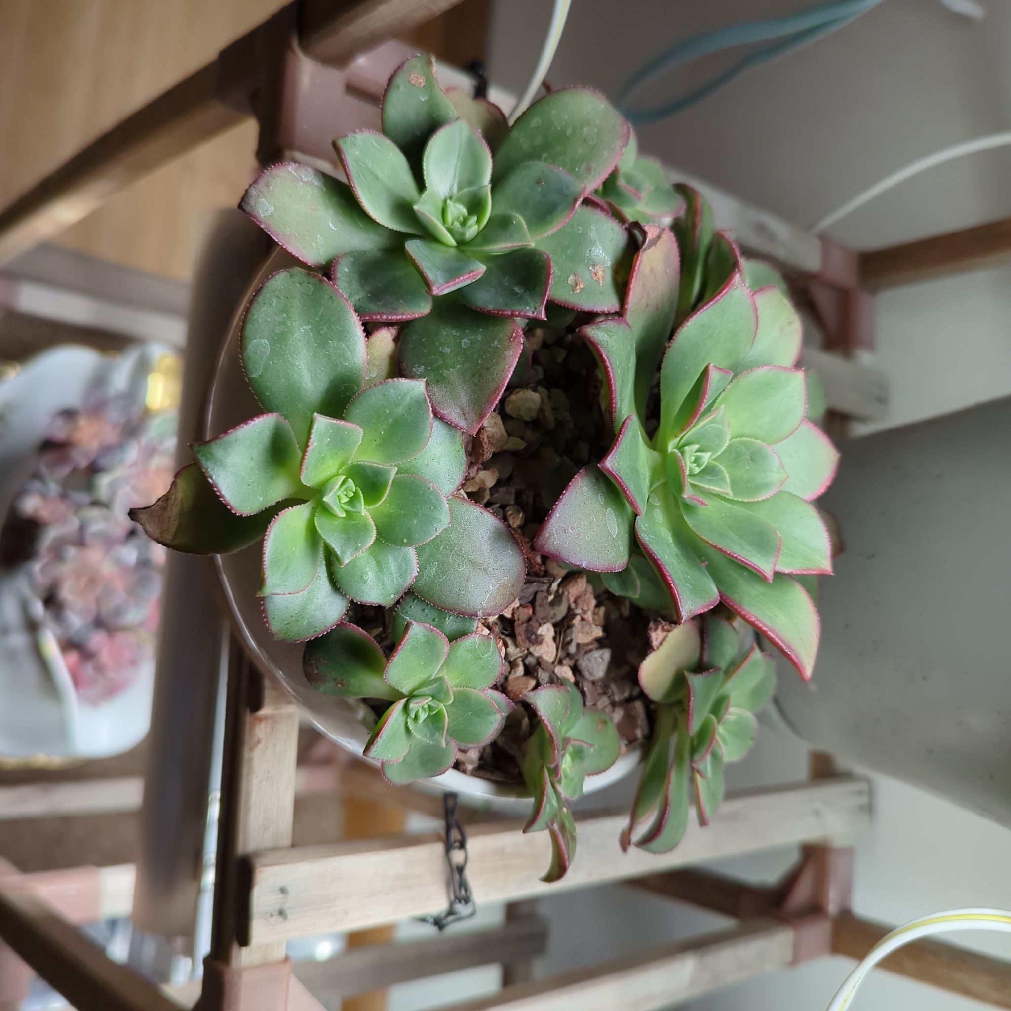 Kiwi Aeonium plant in a pot with healthy green leaves edged in red.