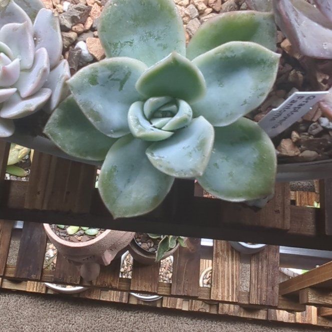 Photo of the plant species Graptoveria 'Fantome' by @SuperbBaldbrome named Michelle Branch on Greg, the plant care app