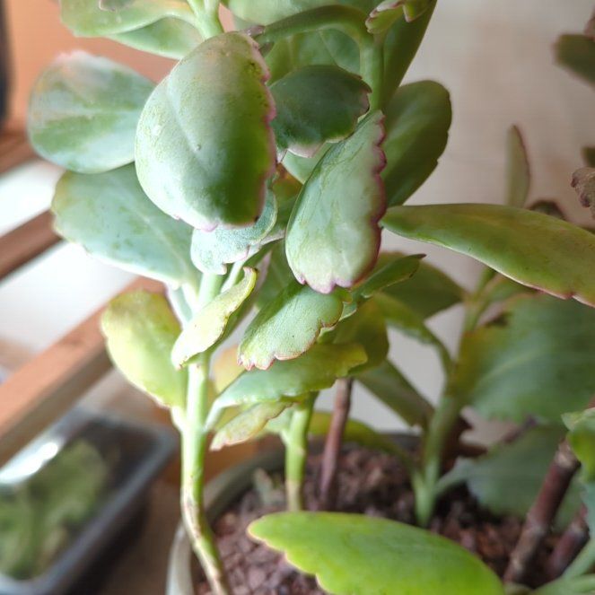 Photo of the plant species Majestic Scallops Kolanchoe by @SuperbBaldbrome named Forrest on Greg, the plant care app