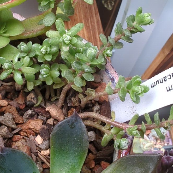 Photo of the plant species Sedum oaxacanum by @SuperbBaldbrome named Keanu Leaves on Greg, the plant care app