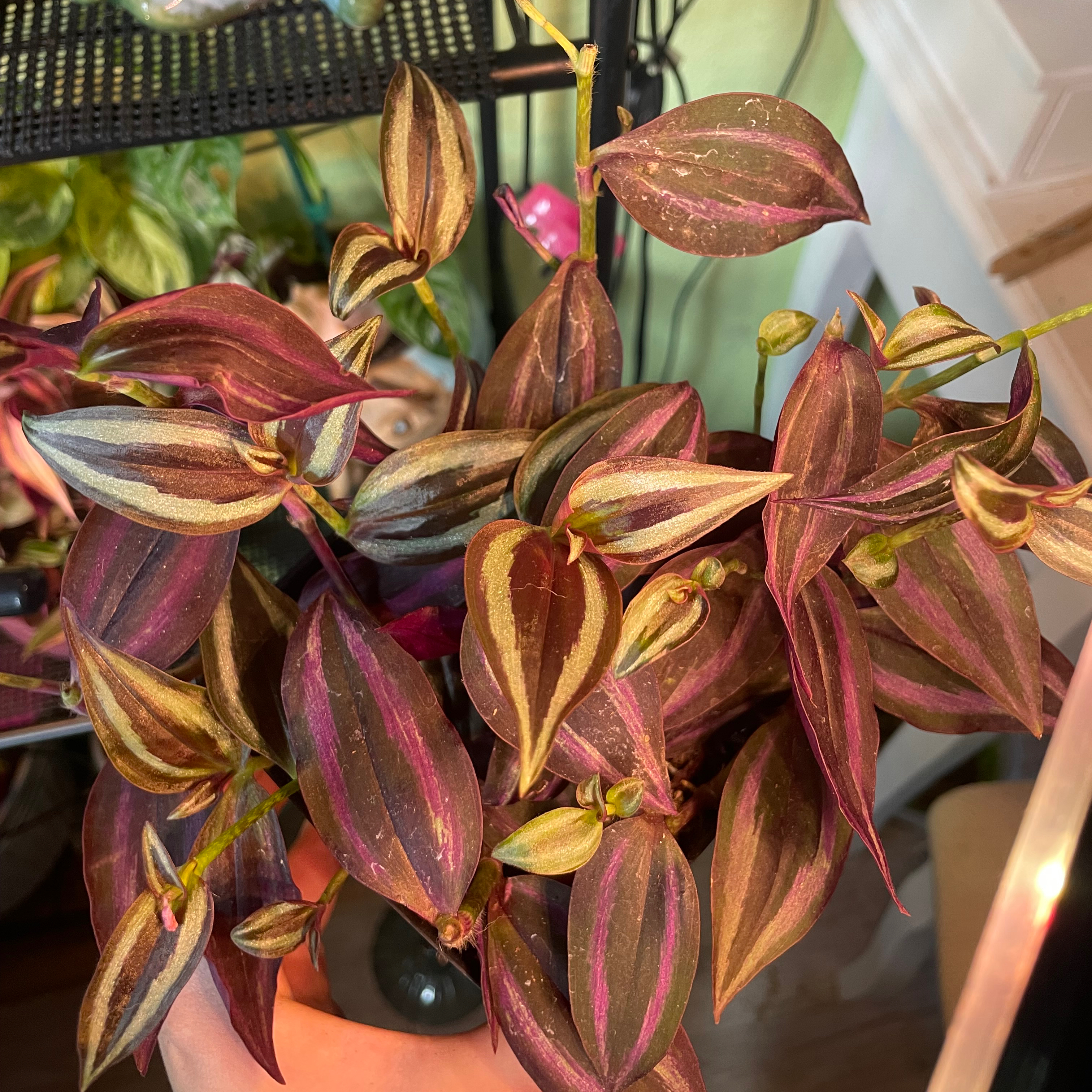 Wandering Dude 'Burgundy' plant with vibrant burgundy and green leaves, well-framed and in focus.