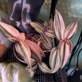 Photo of the plant species Tradescantia Zebrina by @lindzino named Danny lee on Greg, the plant care app